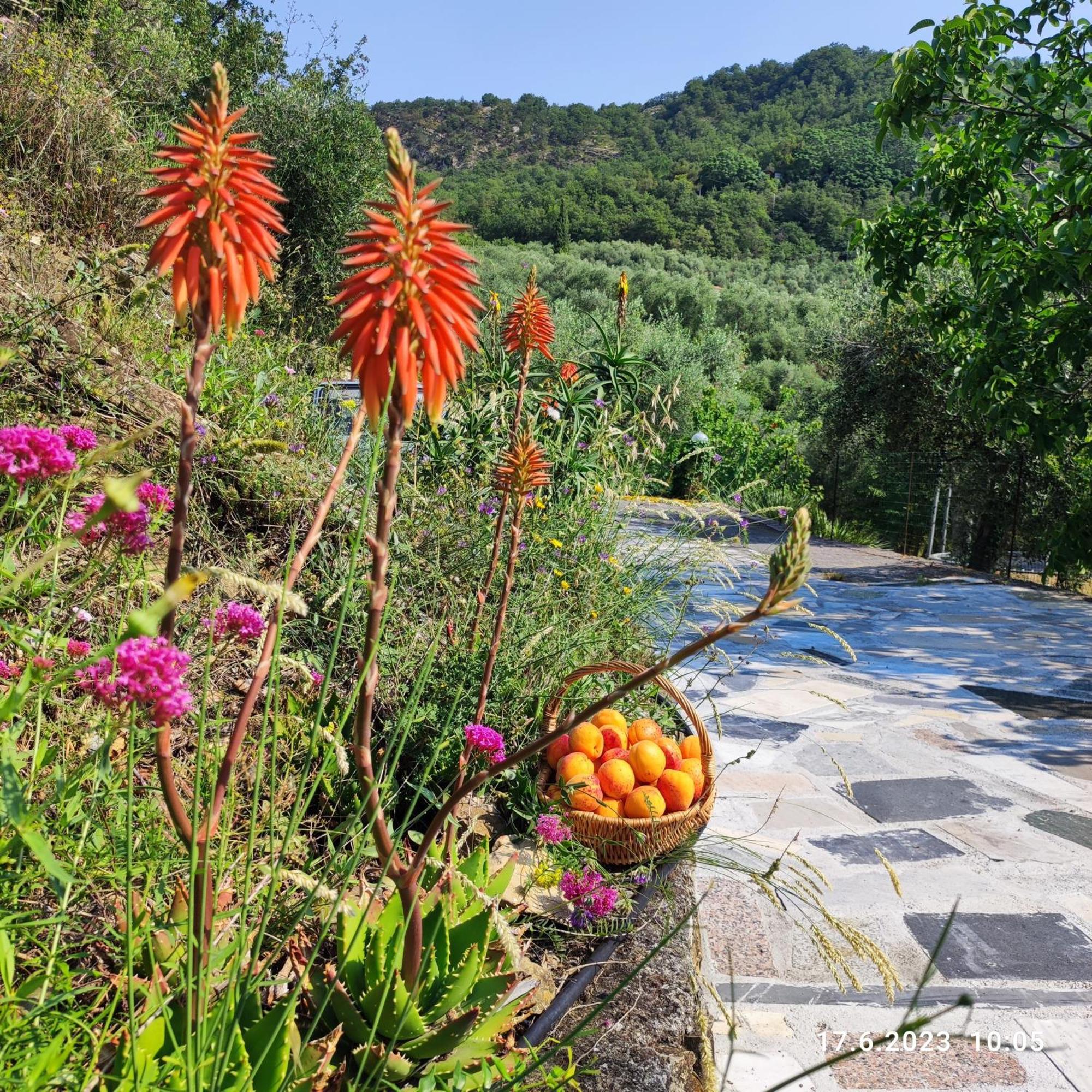 Villa Berio Due - Tuija Villa Viani Kültér fotó